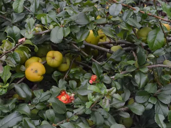 Pigwowiec pośredni - zdjęcie 3