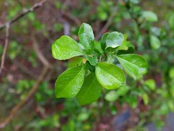 Pigwowiec pośredni - zdjęcie 4