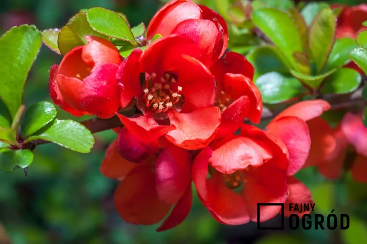 Pigwowiec pośredni - zdjęcie 5