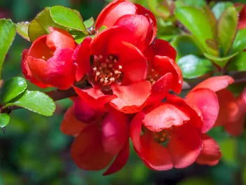 Pigwowiec pośredni - zdjęcie 5