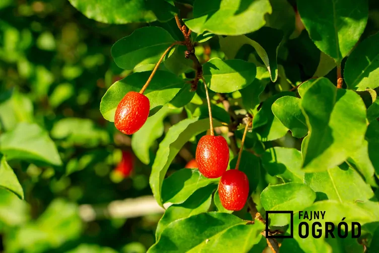 Oliwnik wielokwiatowy