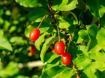 Ilustracja rośliny oliwnik wielokwiatowy