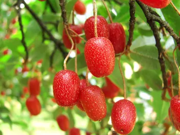 Oliwnik wielokwiatowy - zdjęcie 2