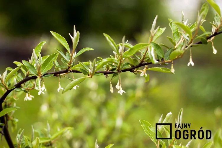 Oliwnik wielokwiatowy