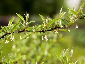 Oliwnik wielokwiatowy - zdjęcie 3