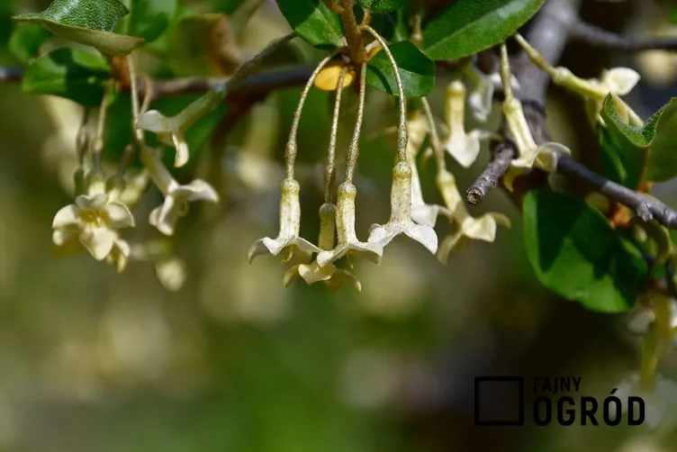 Oliwnik wielokwiatowy