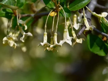 Oliwnik wielokwiatowy - zdjęcie 4