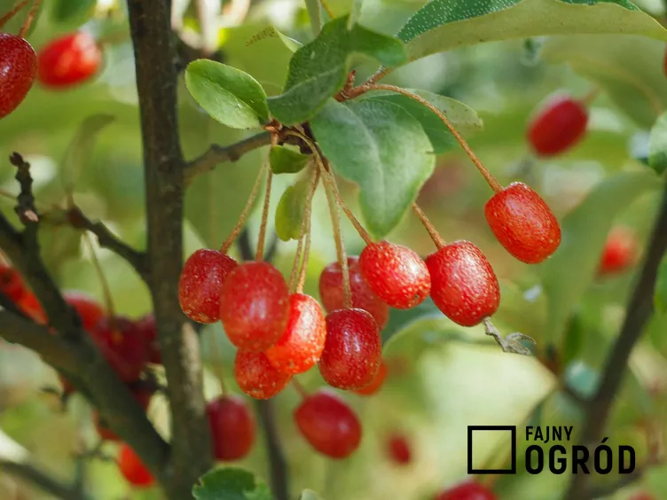 Oliwnik wielokwiatowy - zdjęcie 5