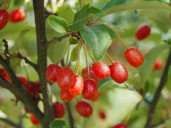 Oliwnik wielokwiatowy - zdjęcie 5