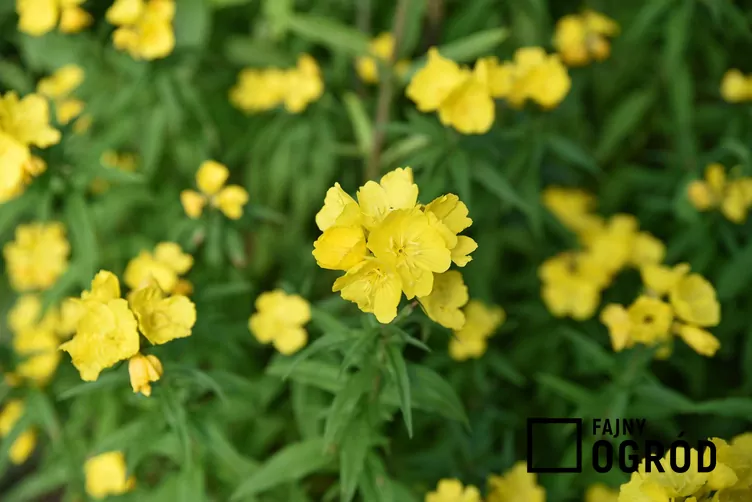 Wiesiołek krzewiasty