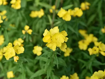 Ilustracja rośliny wiesiołek krzewiasty