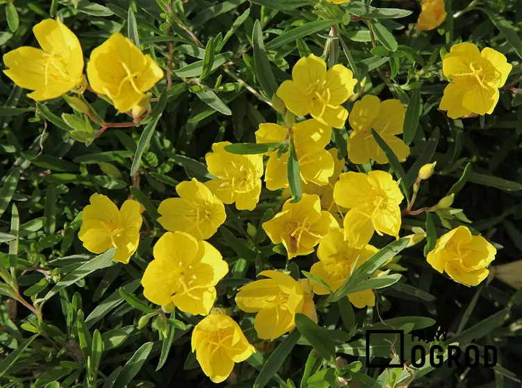 Wiesiołek krzaczasty