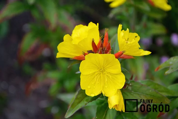 Wiesiołek wąskolistny