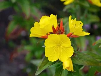 Wiesiołek krzewiasty - zdjęcie 3