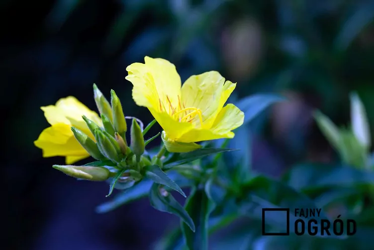 Wiesiołek krzewiasty