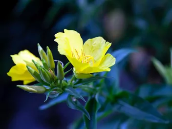 Wiesiołek krzewiasty - zdjęcie 4