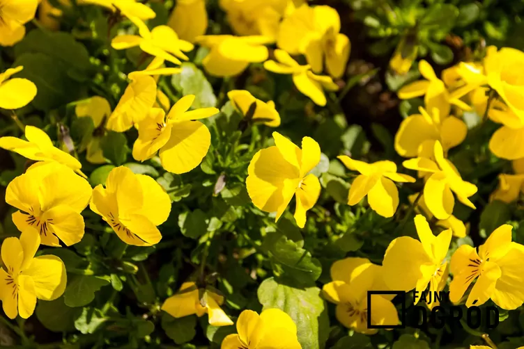 Wiesiołek krzewiasty - zdjęcie 5