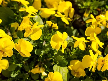 Wiesiołek krzewiasty - zdjęcie 5