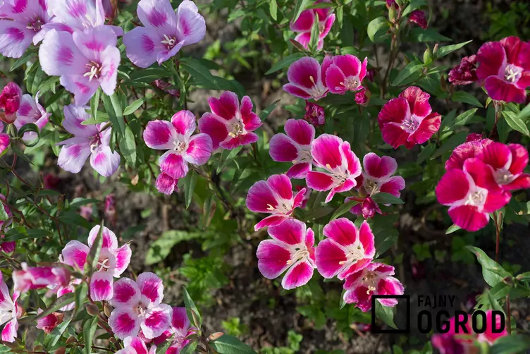 Godecja wielkokwiatowa