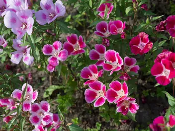 Klarkia wdzięczna - zdjęcie 2