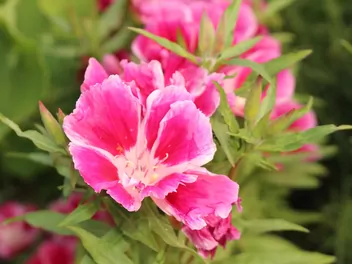 Klarkia wdzięczna - zdjęcie 3