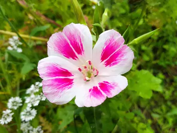 Klarkia wdzięczna - zdjęcie 4