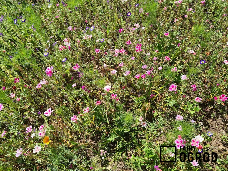 Klarkia wdzięczna - zdjęcie 5