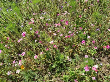 Klarkia wdzięczna - zdjęcie 5