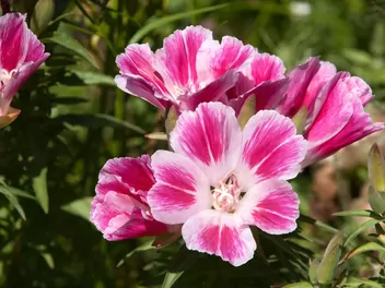 Ilustracja rośliny klarkia wdzięczna