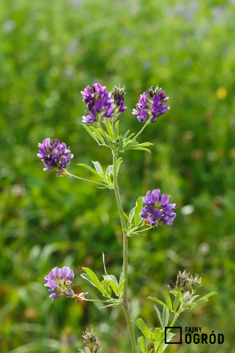 Lucerna mieszańcowa