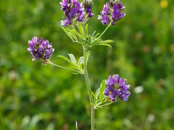 Lucerna pośrednia - zdjęcie 2