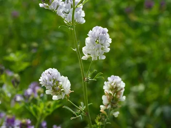 Lucerna pośrednia - zdjęcie 3