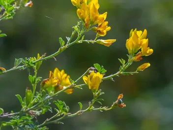 Lucerna pośrednia - zdjęcie 4