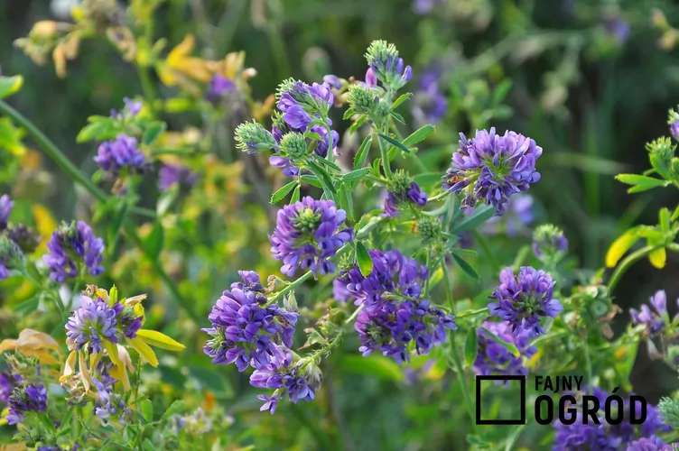 Lucerna pośrednia - zdjęcie 5