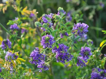 Lucerna pośrednia - zdjęcie 5