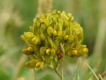 Ilustracja rośliny lucerna pośrednia