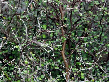 Korokia irgowata - zdjęcie 2