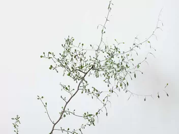 Korokia irgowata - zdjęcie 3