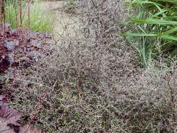 Korokia irgowata - zdjęcie 4