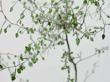 Korokia irgowata - zdjęcie 5