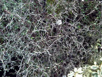 Ilustracja rośliny korokia irgowata