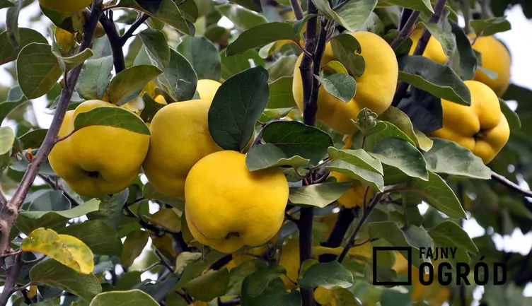 Pigwa pospolita jabłkowata