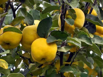 Ilustracja rośliny pigwa pospolita jabłkowata