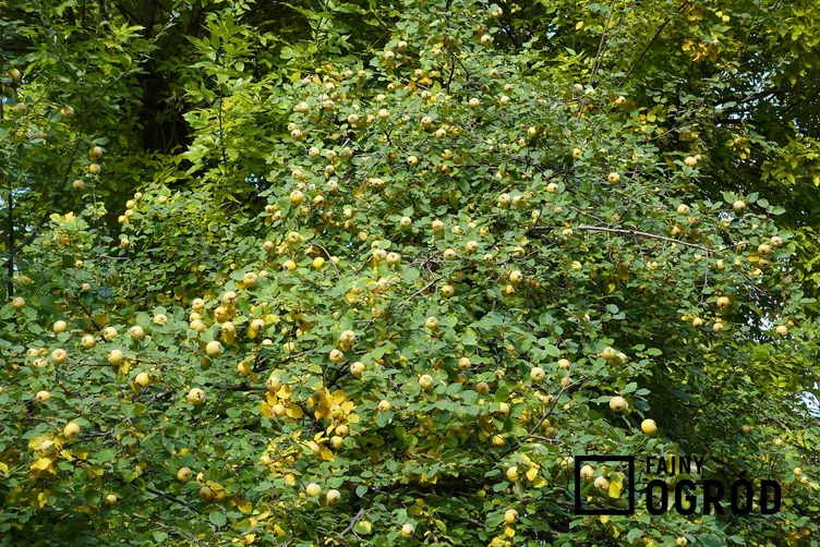 Pigwa jabłkowa Pigwa jabłkowa