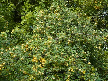 Pigwa pospolita jabłkowata - zdjęcie 2