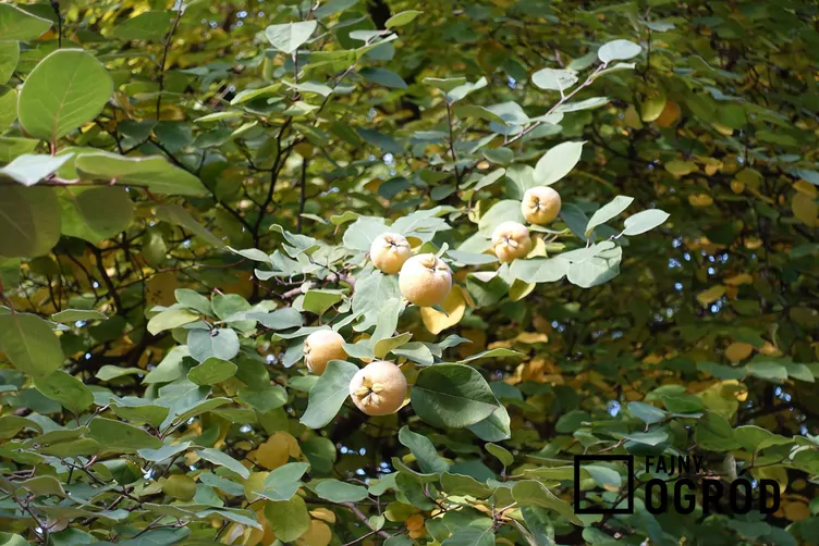 Pigwa pospolita jabłkowata Pigwa pospolita jabłkowata