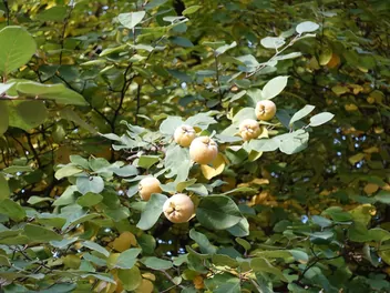 Pigwa pospolita jabłkowata - zdjęcie 3