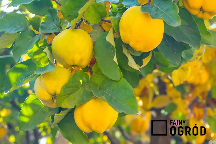 Pigwa pospolita jabłkowata Pigwa pospolita jabłkowata