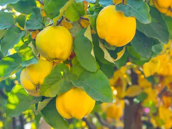 Pigwa pospolita jabłkowata - zdjęcie 4