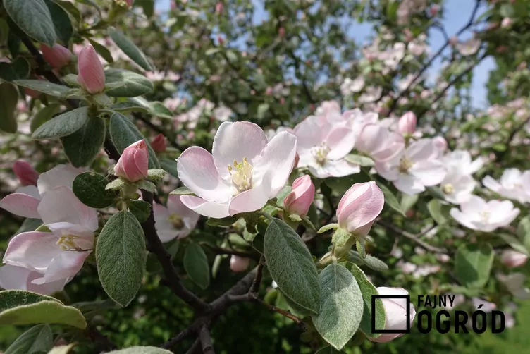 Pigwa pospolita jabłkowata - zdjęcie 5 Pigwa pospolita jabłkowata - zdjęcie 5